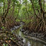 ভিতরকণিকা জাতীয় উদ্যান: ম্যানগ্রোভ অরণ্য, কুমির আর প্রকৃতির এক রহস্যময় জগৎ।।
