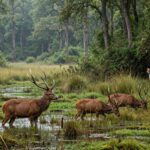 ডুধওয়া জাতীয় উদ্যান: উত্তরপ্রদেশের গভীর অরণ্যে বাঘ, জলাভূমি আর বুনো প্রকৃতির এক বিস্ময়কর জগৎ।