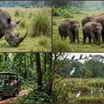 জলদাপাড়া জাতীয় উদ্যান: ডুয়ার্সের সবুজ অরণ্যে গণ্ডার, হাতি ও বন্যপ্রাণের অপূর্ব জগৎ।