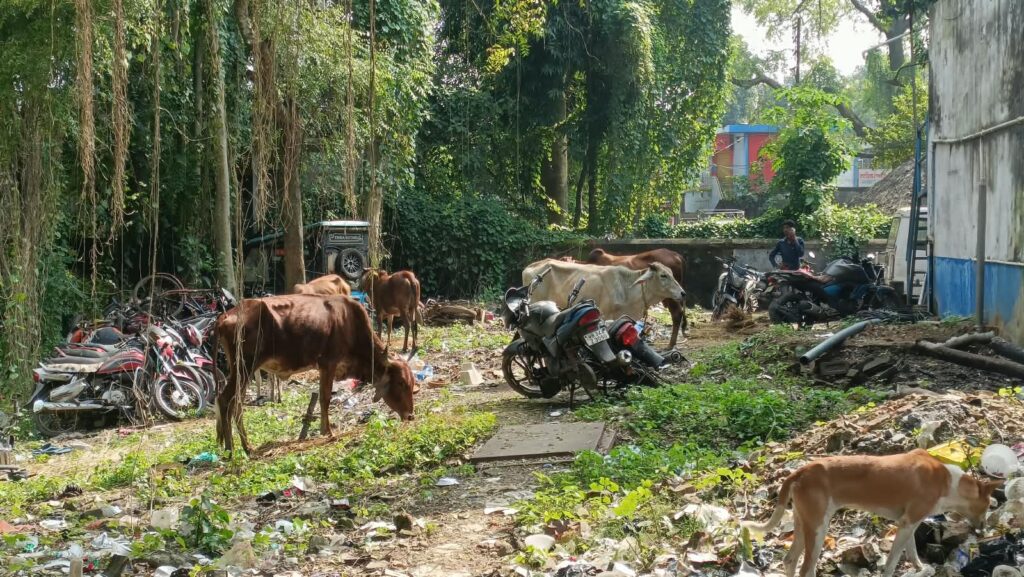 গরু পাচার রুখতে পুলিশের বড়সড় অভিযান, ভূতাশোল থেকে ধৃত নূর মোহাম্মদ গায়েন।