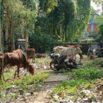 গরু পাচার রুখতে পুলিশের বড়সড় অভিযান, ভূতাশোল থেকে ধৃত নূর মোহাম্মদ গায়েন।