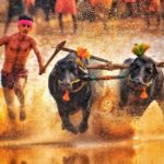কম্বালা: কর্ণাটকের ঐতিহ্যবাহী মহিষ দৌড়, কৃষিজীবন ও লোকসংস্কৃতির এক অনন্য অধ্যায়।