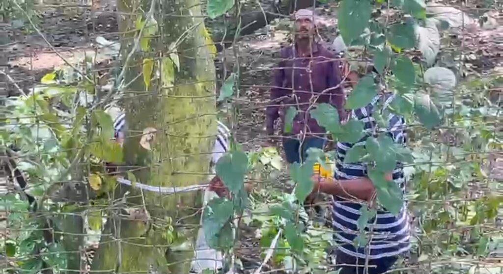 গত বছরের রেকর্ড ছাপানোর সম্ভাবনা, পরিযায়ী পাখির আনাগোনায় জমজমাট আদিনা।।