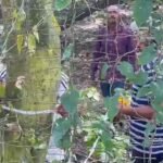 গত বছরের রেকর্ড ছাপানোর সম্ভাবনা, পরিযায়ী পাখির আনাগোনায় জমজমাট আদিনা।।