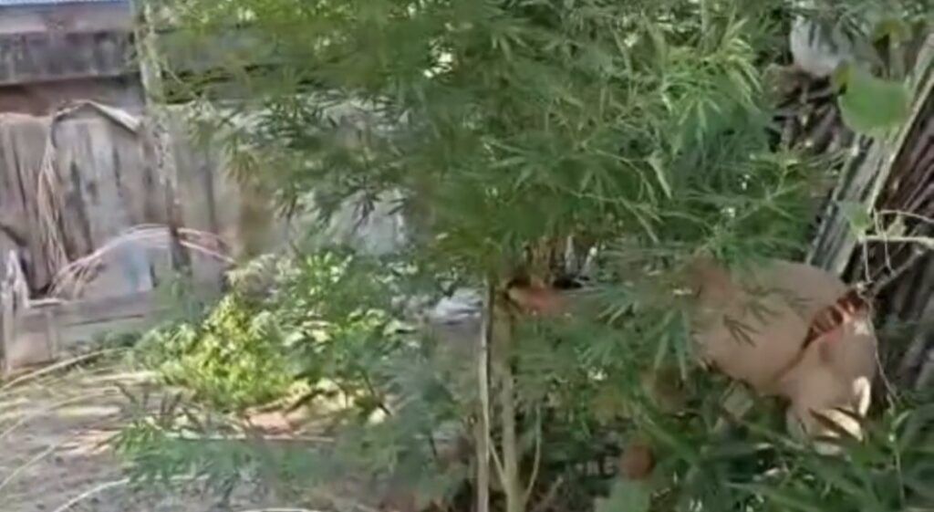 জটেশ্বরের একাধিক বাড়িতে পুলিশের হানা, উদ্ধার গাঁজা গাছ কেটে নষ্ট—গ্রেফতার কেউ নয়।