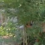 জটেশ্বরের একাধিক বাড়িতে পুলিশের হানা, উদ্ধার গাঁজা গাছ কেটে নষ্ট—গ্রেফতার কেউ নয়।