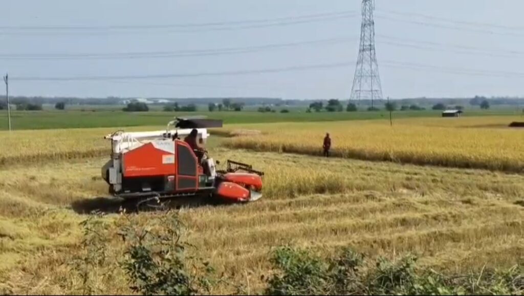ঘূর্ণিঝড়ের আশঙ্কায় দুশ্চিন্তায় কৃষকরা, সারা বছরের ফসল ঘরে তুলতে চলছে তৎপরতা।